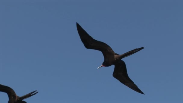 Fregat vogels vliegen in lucht over Galapagos eilanden. — Stockvideo