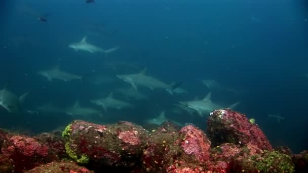 Hammerhead Shark kalapács csoport ragadozó víz alatti a tengerfenék élelmet keresve. — Stock videók