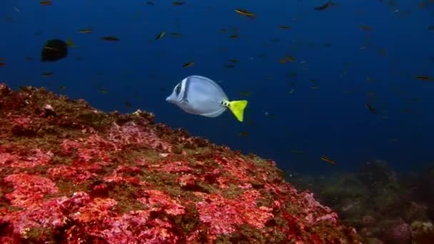 Butterfly fish in Galapagos. — Stock Video