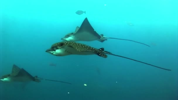 Manta ray ramp fisk under vattnet på bakgrund av fantastiska havsbotten i Galapagos. — Stockvideo