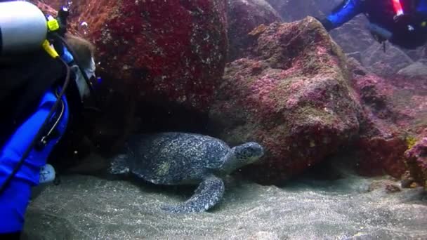 갈라파고스에 청록색 라군의 수 중 바다 거북. — 비디오