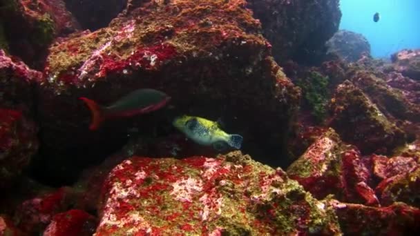 Pez globo bajo el agua de laguna turquesa en Galápagos . — Vídeo de stock