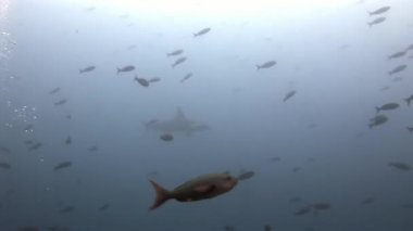 Galapagos köpek balığı harika avcı sualtı deniz yatağı üzerinde yiyecek bulmak.