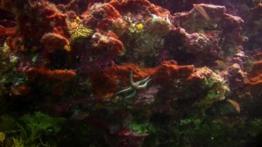 Deniz yıldızı deniz dibinin Galapagos üzerinde.