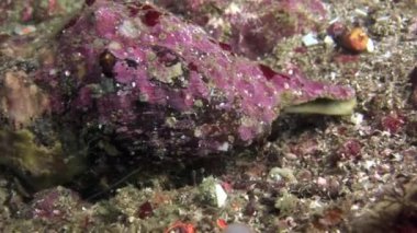 Pavurya seashell sualtı Galapagos saklandığı.