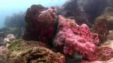 Galapagos 'ta denizin altında.