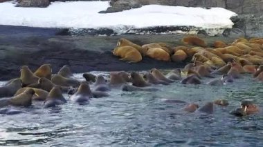Rus Kuzey aero görünümü yeni dünya Vaigach Adası'nın vahşi doğada walruses.