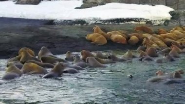 Kuzey Buz Denizi aero görünümü yeni dünya üzerindeki walruses çöl arka plan üzerinde kıyıları.