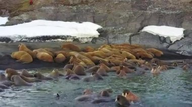Kuzey Buz Denizi aero görünümü yeni dünya üzerindeki walruses çöl arka plan üzerinde kıyıları.
