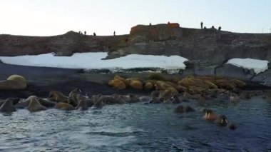 Morslar vahşi Arktik Okyanusu aero görünümü yeni dünya üzerindeki arka plan üzerinde.