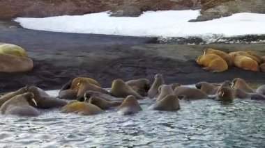 Morslar kar çöl arka plan üzerinde yeni dünya üzerinde Arctic aero görünümü kıyıları.