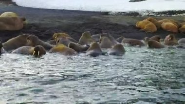 Morslar kar çöl arka plan üzerinde yeni dünya üzerinde Arctic aero görünümü kıyıları.