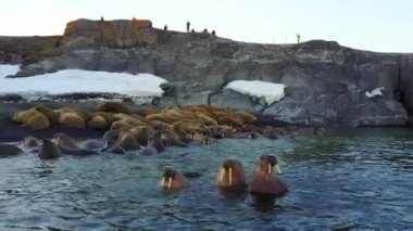 Kuzey Buz Denizi Sahili helikopter aero görünümünde walruses ve insanlar çevreciler.