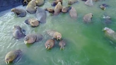 Arktik Okyanusu helikopter aero görünümün Yeni Dünya'yem üsteki morslar, sakin ol.