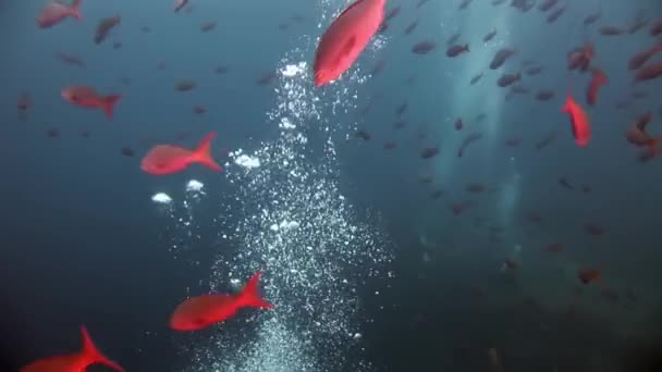 Buceadores bajo el agua en el fondo de peces de la escuela en Galápagos . — Vídeos de Stock