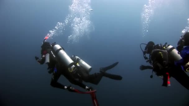 Buceadores bajo el agua . — Vídeo de stock