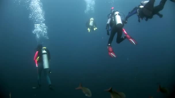 Potápěči pod vodou. — Stock video