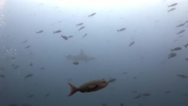 Galápagos Tubarão predador incrível subaquático em busca de comida no fundo do mar . — Vídeo de Stock