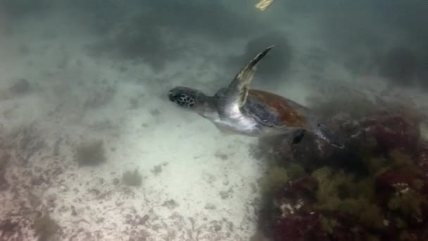 Tortuga marina sobre agua limpia y clara bajo el agua en Galápagos . — Vídeo de stock