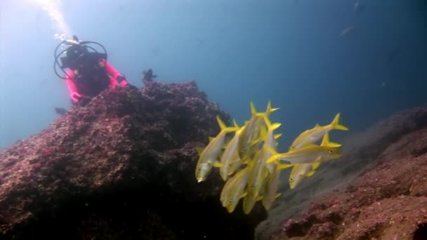 Scuba divers sualtı Galapagos okul balık arka plan üzerinde. — Stok video