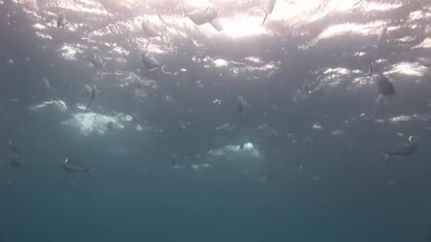 수 면 놀라운 바다의 풍경 배경. — 비디오