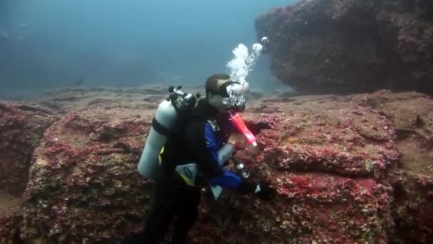 Водолазы под водой на фоне морского дна. — стоковое видео