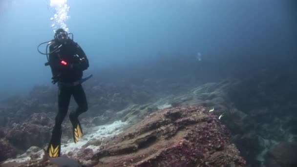 Dykare under vatten på bakgrunden av havsbotten. — Stockvideo