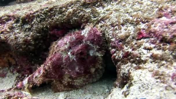 De steen van de vissen onderwater in Galapagos. — Stockvideo