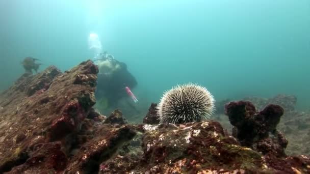 Erizo de mar y buceador en lecho marino de acuario marino natural en Galápagos . — Vídeos de Stock