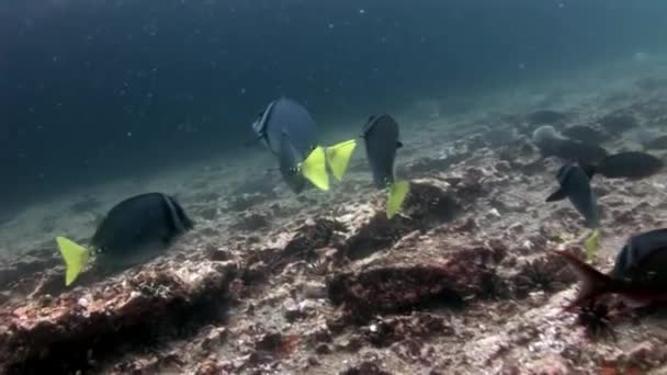 School van vissen onderwater in Galapagos. — Stockvideo
