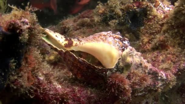 Kanker kluizenaar in seashell onderwater op de zeebodem in Galapagos. — Stockvideo