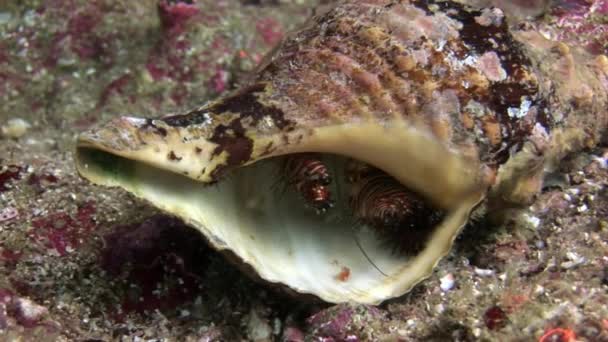 Hermit crab is hiding in seashell underwater on seabed in Galapagos. — Stock Video