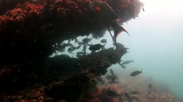 Fischschwärme unter Wasser auf Galapagos. — Stockvideo