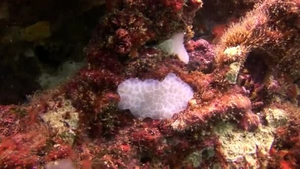 Plantas marinhas subaquáticas no fundo do mar em Galápagos. — Vídeo de Stock