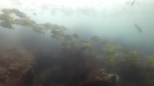 Hejno ryb pod vodou v Galapagos. — Stock video