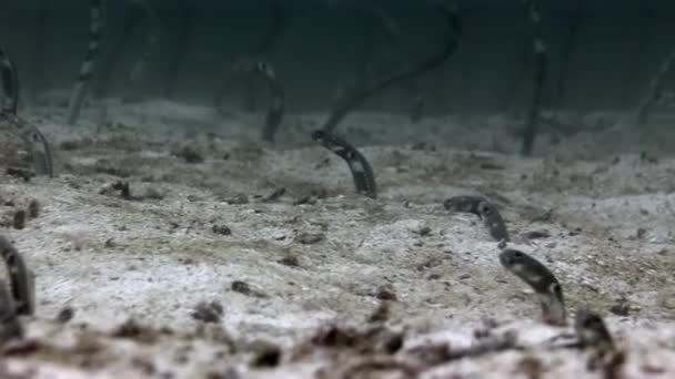Conger enguia do mar subaquática no fundo do mar em Galápagos . — Vídeo de Stock