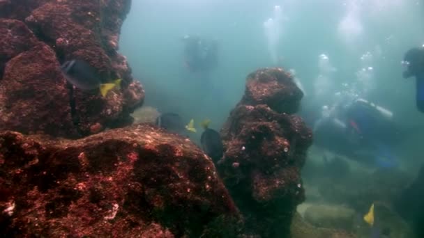 水肺潜水员在加拉帕戈斯群岛的学校鱼类背景下. — 图库视频影像