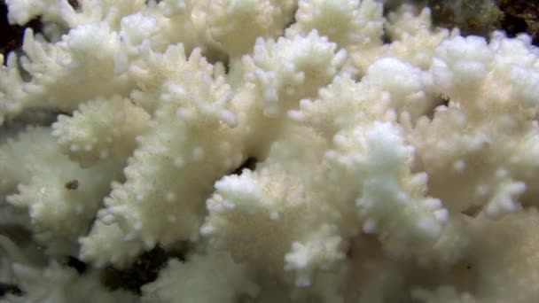 White corals underwater in ocean. — Stock Video