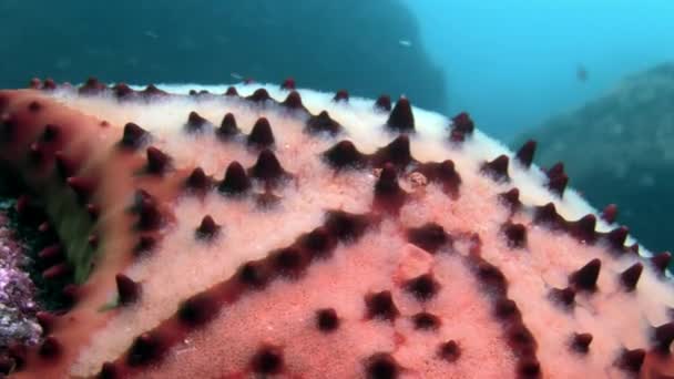 Starfish macro video primer plano bajo el agua en el fondo marino en Galápagos . — Vídeo de stock