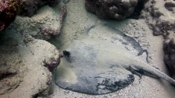 Manta ray rampa ryb pod vodou na pozadí úžasné mořské dno v Galapagos. — Stock video