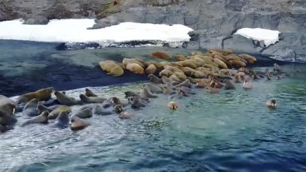 Моржи в воде Северного Ледовитого океана вид на вертолёт на острове Вайгач . — стоковое видео