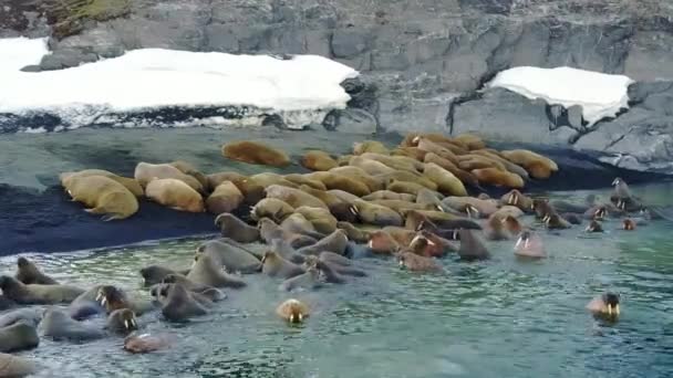 Walrus in water of Arctic Ocean copter aero view on New Earth Vaigach Island . — Stok Video