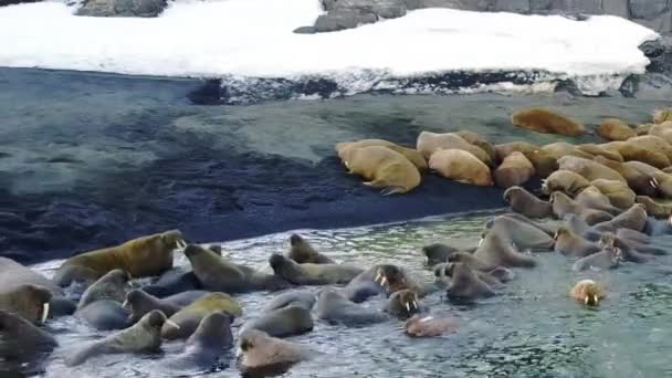 Valrossar i vattnet i norra ishavet copter aero syn på New Earth Vaigach Island. — Stockvideo