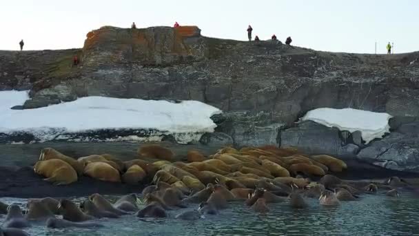 Morsas y personas ambientalistas en la costa del Océano Ártico vista aérea helicóptero . — Vídeo de stock