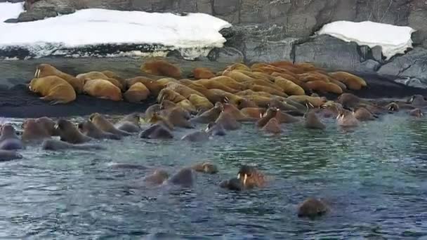 Walrosse in der Wildnis der russischen Nordluft Blick auf neue Erde vaigach Insel. — Stockvideo