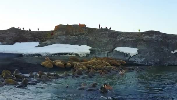Walruses e ambientalisti persone sulla costa dell'Oceano Artico vista elicottero aero . — Video Stock