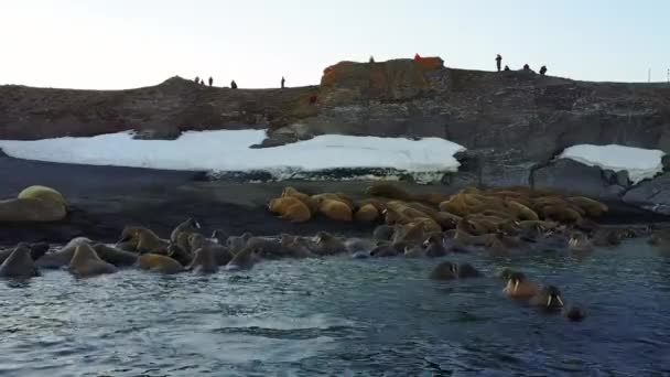 Walrussen op achtergrond van wildernis Noordelijke IJszee aero uitzicht op de nieuwe aarde. — Stockvideo