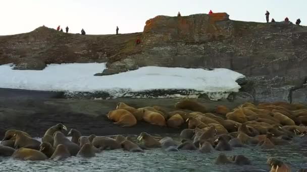 Morses et personnes écologistes sur la côte de l'océan Arctique copter vue aérienne . — Video
