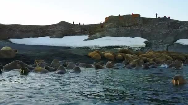 Walrussen en mensen milieuactivisten op de kust van de Noordelijke IJszee copter aero weergave. — Stockvideo