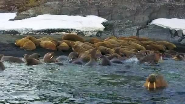 Walrosse vor dem Hintergrund der Schneewüste am Ufer des arktischen Aero-Blicks auf die neue Erde. — Stockvideo